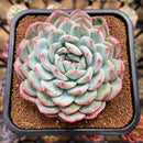 Echeveria 'Prada' 3" Succulent Plant Cutting