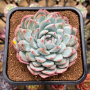 Echeveria 'Prada' 3" Succulent Plant Cutting