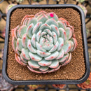 Echeveria 'Prada' 3" Succulent Plant Cutting