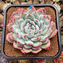 Echeveria 'Prada' 3" Succulent Plant Cutting