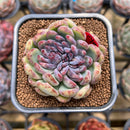Echeveria 'Purple Peach' 2" Succulent Plant Cutting
