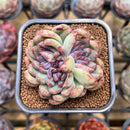Echeveria 'Purple Peach' 2" Succulent Plant Cutting