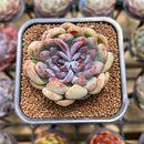 Echeveria 'Purple Peach' 2" Succulent Plant Cutting