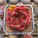 Echeveria Agavoides 'Red Diamond' 2" Succulent Plant Cutting