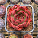 Echeveria Agavoides 'Red Diamond' 2" Succulent Plant Cutting