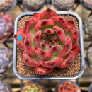 Echeveria Agavoides 'Red Diamond' 2" Succulent Plant Cutting