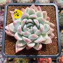 Echeveria 'Pink Shining' 2"-3" Succulent Plant Cutting