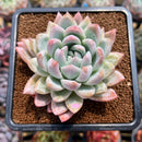 Echeveria 'Pink Shining' 2"-3" Succulent Plant Cutting
