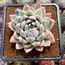 Echeveria 'Pink Shining' 2"-3" Succulent Plant Cutting