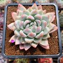 Echeveria 'Pink Shining' 2"-3" Succulent Plant Cutting