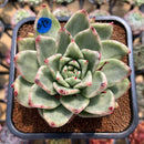 Echeveria Agavoides 'Maria' Variegated 3" Succulent Plant Cutting
