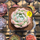 Echeveria 'BK Jelly' 1"-2" Succulent Plant Cutting
