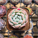 Echeveria 'BK Jelly' 1"-2" Succulent Plant Cutting