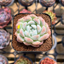 Echeveria 'BK Jelly' 1"-2" Succulent Plant Cutting