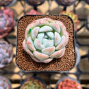 Echeveria 'BK Jelly' 1"-2" Succulent Plant Cutting