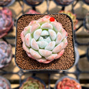 Echeveria 'BK Jelly' 1"-2" Succulent Plant Cutting