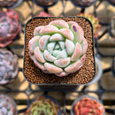 Echeveria 'BK Jelly' 1"-2" Succulent Plant Cutting