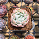 Echeveria 'BK Jelly' 1"-2" Succulent Plant Cutting