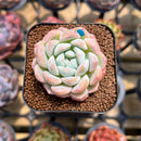 Echeveria 'BK Jelly' 1"-2" Succulent Plant Cutting