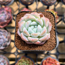 Echeveria 'BK Jelly' 1"-2" Succulent Plant Cutting