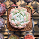 Echeveria 'BK Jelly' 1"-2" Succulent Plant Cutting