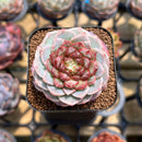 Echeveria 'Red Velvet' 2" Succulent Plant Cutting