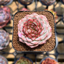 Echeveria 'Red Velvet' 2" Succulent Plant Cutting