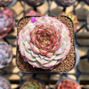 Echeveria 'Red Velvet' 2" Succulent Plant Cutting