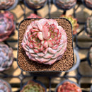 Echeveria 'Red Velvet' 2" Succulent Plant Cutting