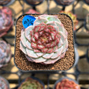 Echeveria 'Red Velvet' 2" Succulent Plant Cutting