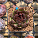 Echeveria 'Coco Jelly' 1"-2" Succulent Plant Cutting