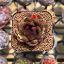 Echeveria 'Coco Jelly' 1"-2" Succulent Plant Cutting
