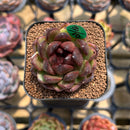 Echeveria 'Coco Jelly' 1"-2" Succulent Plant Cutting