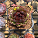 Echeveria 'Coco Jelly' 1"-2" Succulent Plant Cutting