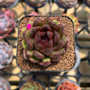 Echeveria 'Coco Jelly' 1"-2" Succulent Plant Cutting