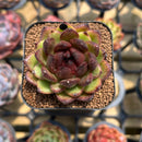 Echeveria 'Coco Jelly' 1"-2" Succulent Plant Cutting
