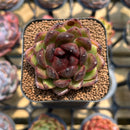 Echeveria 'Coco Jelly' 1"-2" Succulent Plant Cutting