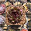 Echeveria 'Coco Jelly' 1"-2" Succulent Plant Cutting