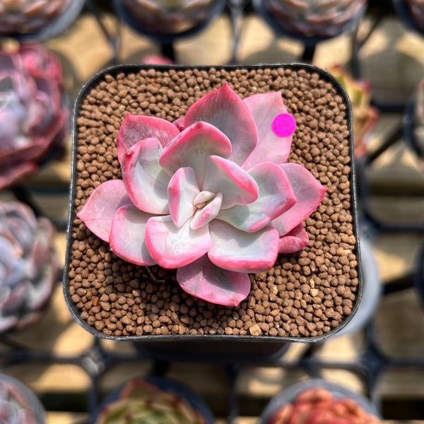 Echeveria 'Pink Harin' Variegated 1" Succulent Plant Cutting