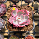 Echeveria 'Pink Harin' Variegated 1" Succulent Plant Cutting