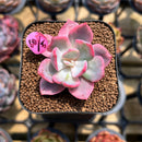 Echeveria 'Pink Harin' Variegated 1" Succulent Plant Cutting