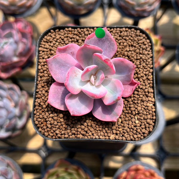 Echeveria 'Pink Harin' Variegated 1" Succulent Plant Cutting