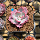 Echeveria 'Pink Harin' Variegated 1" Succulent Plant Cutting