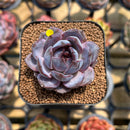 Echeveria 'Odette' 2" Succulent Plant Cutting