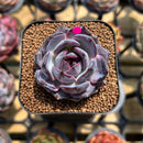 Echeveria 'Odette' 2" Succulent Plant Cutting