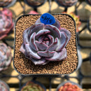 Echeveria 'Odette' 2" Succulent Plant Cutting