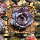 Echeveria 'Odette' 2" Succulent Plant Cutting
