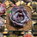 Echeveria 'Odette' 2" Succulent Plant Cutting