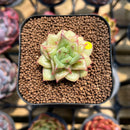 Echeveria Agavoides 'Wrinkle Maria' 1" Succulent Plant Cutting