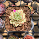 Echeveria Agavoides 'Wrinkle Maria' 1" Succulent Plant Cutting